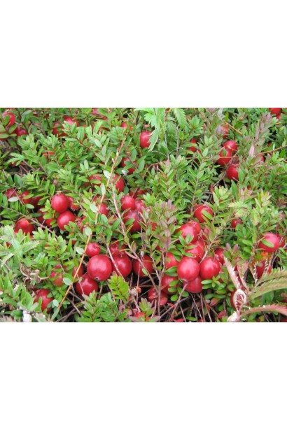 Удобрение для клюквы и других кисло любивых